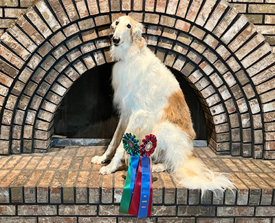 Top High-Scoring Rally Borzoi 2023